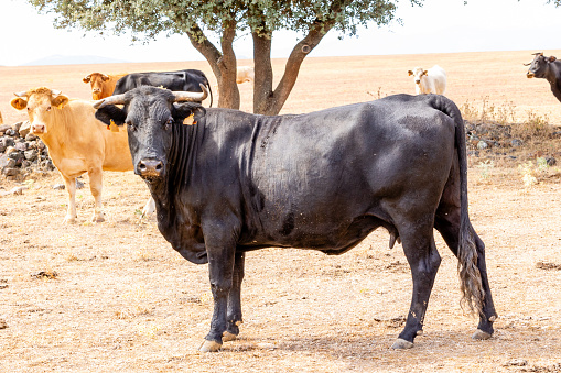 Bull for bullfighting in the Spanish countryside