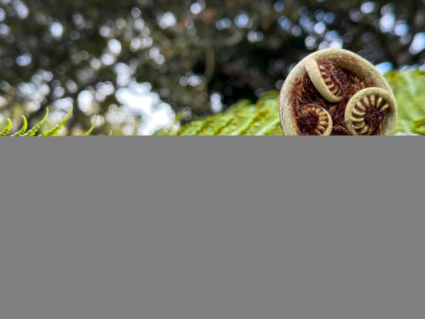 Close up shot of tree fern bud