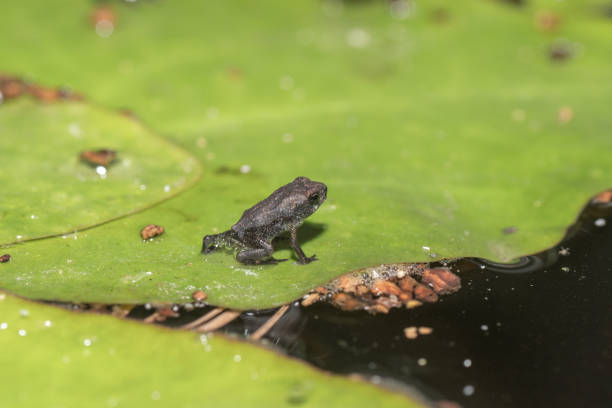 istock A small frog has metamorphosed and will soon leave its aquatic home. 1690513377