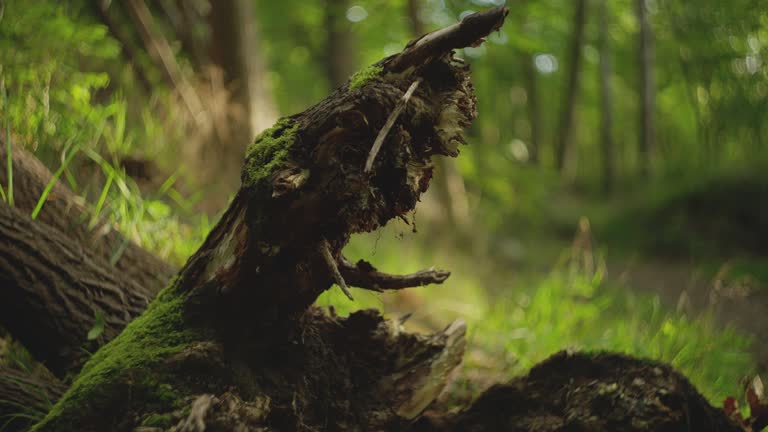 Fallen tree covered in green moss