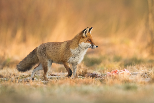 Red Fox Vulpes vulpes in meadow scenery, Poland Europe, animal walking among meadow