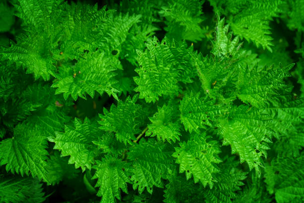istock Photo wallpaper of young green nettle, spring 1690530148