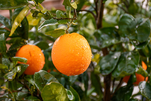 Close up view of a wet oranges hanging from the tree. Gardening. rural life.