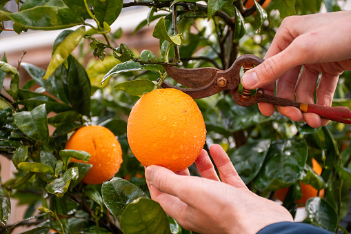 Man hands collecting oranges using a pruning shears. Gardening. Rural life
