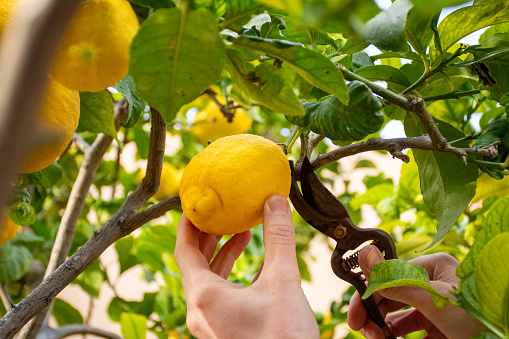 Man hands picking lemons with pruning shears. Harvesting. Young farmers.