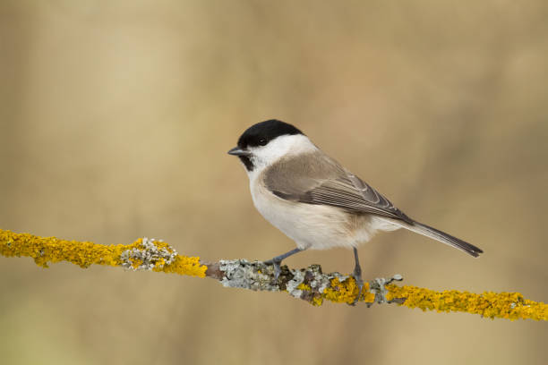 Bird - Marsh Tit perched on tree, winter in wildlife Poland Europe