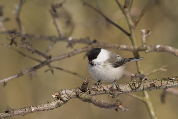 istock Bird - Marsh Tit perched on tree, winter in wildlife Poland Europe 1690536003