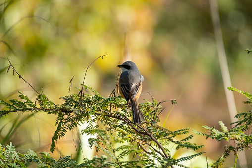 Gray-backed Shrike on branch
