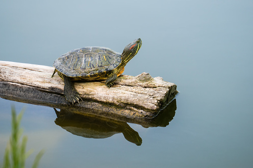 A red-eared tortoise (red-eared slider or red-eared terrapin (Trachemys scripta elegans)) with an outstretched neck sits on a log floating in a lake. Side view