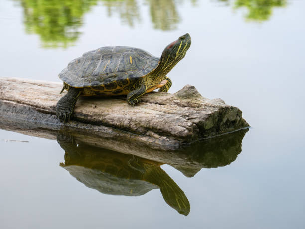 istock A red-eared tortoise with an outstretched neck sits on a log floating in a lake 1690543039