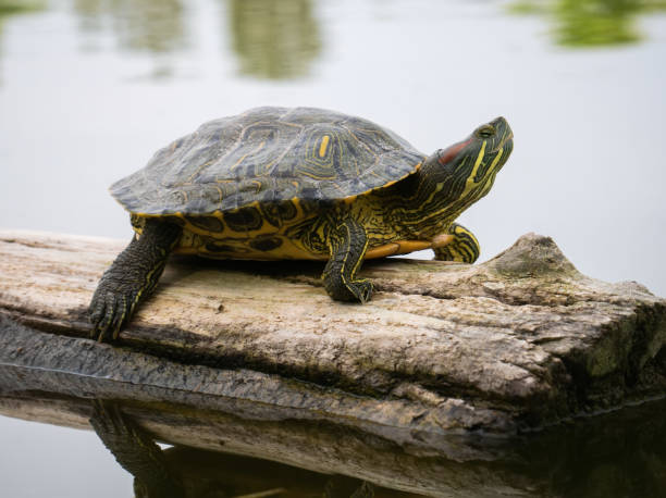 istock Close-up red-eared tortoise sits on a log floating in the lake 1690543042