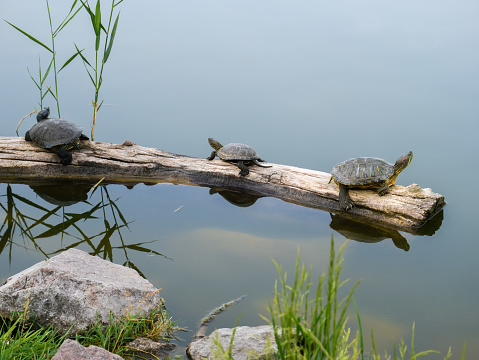 Three red-eared turtles (red-eared slider or red-eared terrapin (Trachemys scripta elegans)) sit on the same log that floats in the lake