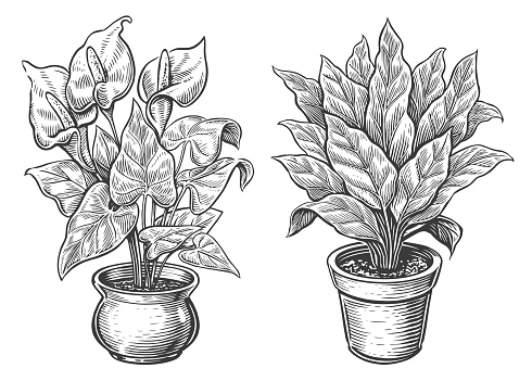 Indoor plants sketch. Houseplants, flowers in a pot in engraving style. Vintage vector illustration