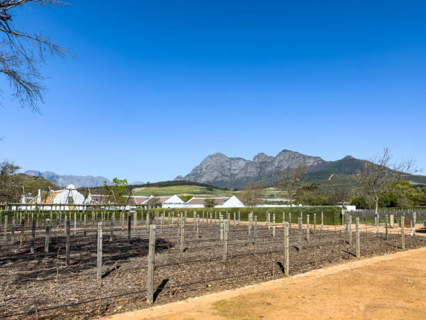Rolling fields, mountains and vineyards typify the landscape of this rich fertile area of the Franschhoek Valley Winelands, renowned for its wines from Shiraz, Merlot, Pinotage, Chardonnay and Pinot Noir grapes,  growing in rows, South Africa