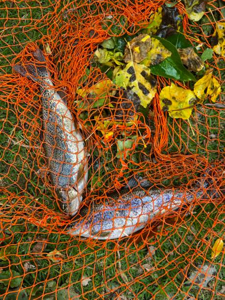 istock Trout fish caught in the net 1690569977