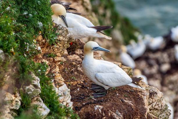 gannets na empresa rspb bempton cliffs - gannet - fotografias e filmes do acervo