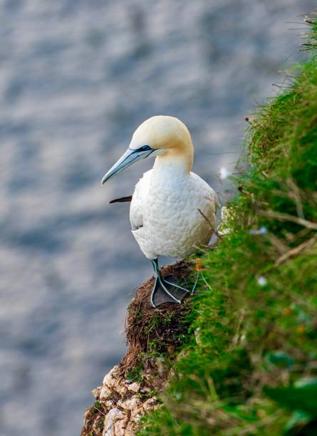 fou de bassan à la rspb bempton cliffs - gannet photos et images de collection