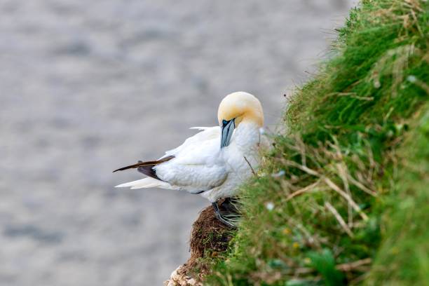 fou de bassan à la rspb bempton cliffs - gannet photos et images de collection