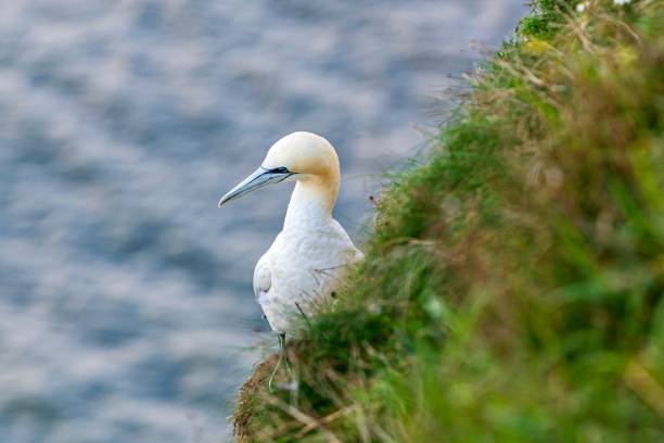 fou de bassan à la rspb bempton cliffs - gannet photos et images de collection