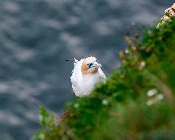 gannet na empresa rspb bempton cliffs - gannet - fotografias e filmes do acervo