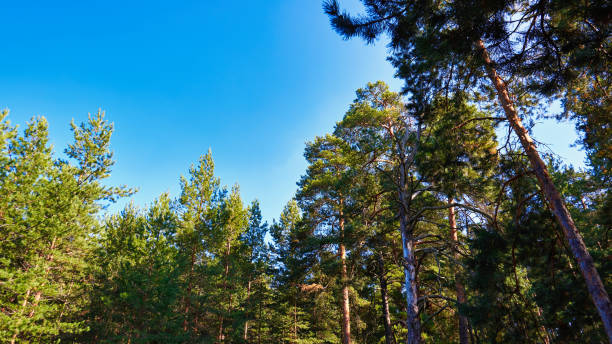 istock Pine forest on a background of blue sky 1690585967