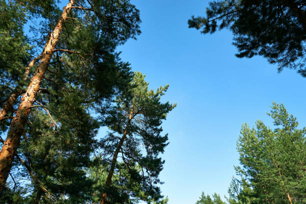 istock View of tall pine trees on a summer day 1690586155