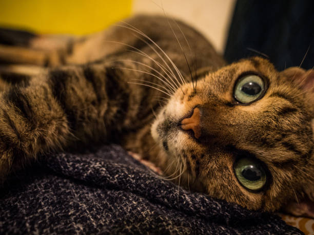istock Adorable tabby cat - face closeup 1690587263