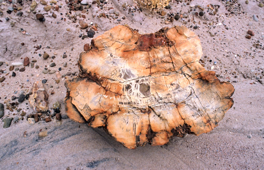 Petrified Wood at Petrified Forest National Park, Arizona USA. A petrified log has crystallized into many varied colors formed by silica, iron, carbon, manganese and other minerals.