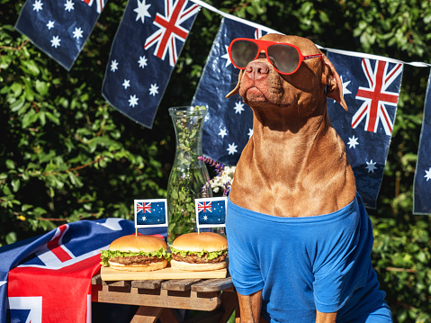 Cute dog, Australian Flag, two delicious hamburgers and homemade lemonade. Close-up, outdoors. Day light. Pets care concept. Congratulations for family, relatives, friends and colleagues