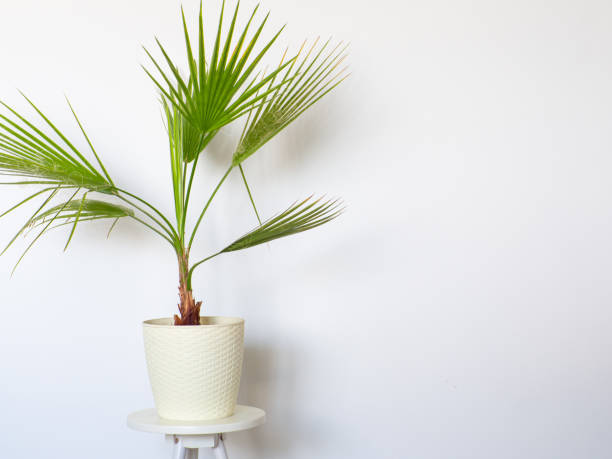 istock Washingtonia filifera at home 1690598294