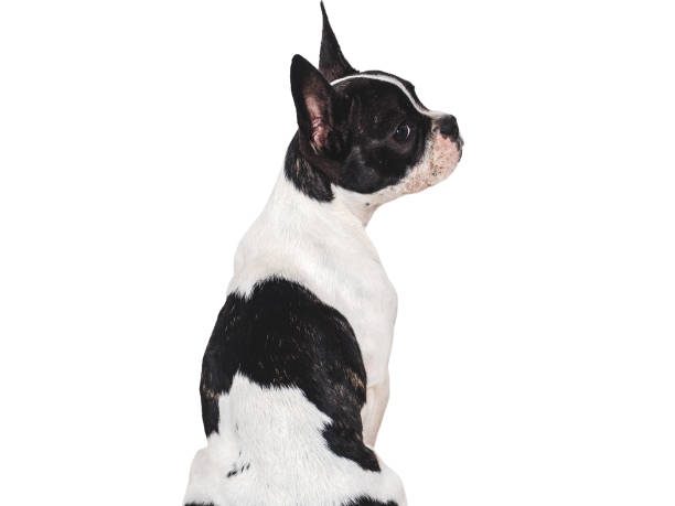 istock Cute puppy sitting on the table. Studio shot 1690598842