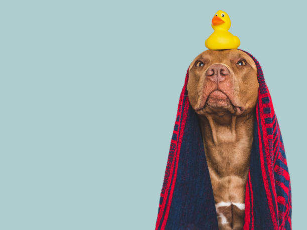 istock Cute dog, blue towel and yellow rubber duck 1690600480