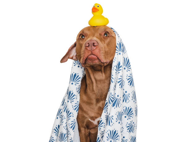istock Cute dog, white towel and yellow rubber duck 1690600497