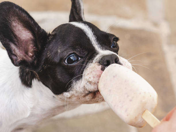 istock Cute puppy eating delicious ice cream. Top view 1690601039