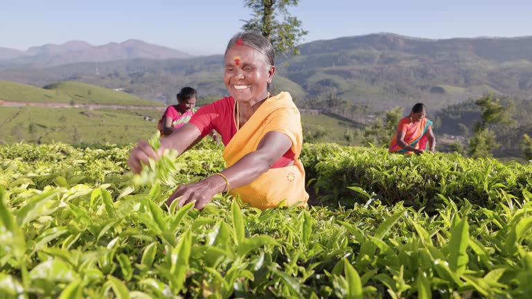 Tamil pickers collecting tea leaves on plantation, Southern India