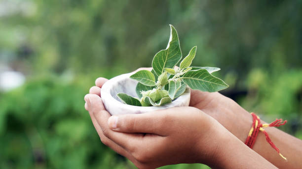 istock Ashwagandha Dry Root Medicinal Herb with Fresh Leaves, also known as Withania Somnifera 1690606590