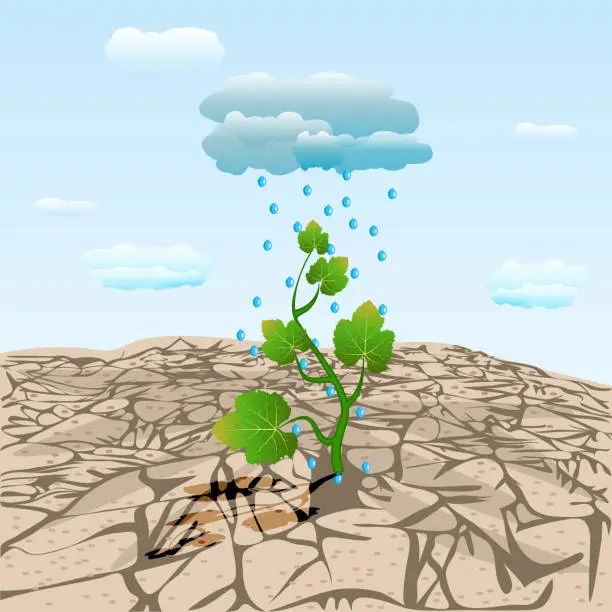 Vector illustration of Dry cracked land with plant sprout and rainy cloud. Young tree growing on arid ground.