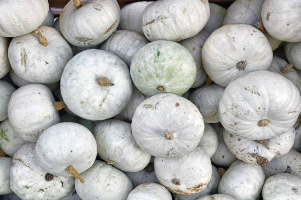 istock White Japanese Hokkaido Kabocha squashes 1690616340