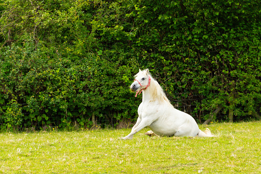 Humorous shot of pretty white pony horse appearing go be sitting down in field in rural Shropshire on a summers day.