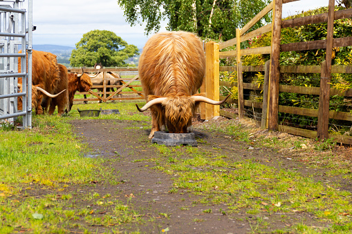 Highland cattle with very long spiky horns feeding from feed buckets by cattle press as farmer prepares them to be examined by the vet.