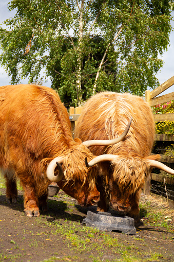 Close up shot of two large highland cattle with very long spiky horns sharing a feed bucket on a summers day, dangerous looking animals but happily sharing food.
