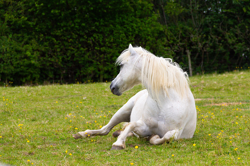 Pretty white horse lying relaxing in field on summers day alert to danger at all times but enjoying the sunshine.