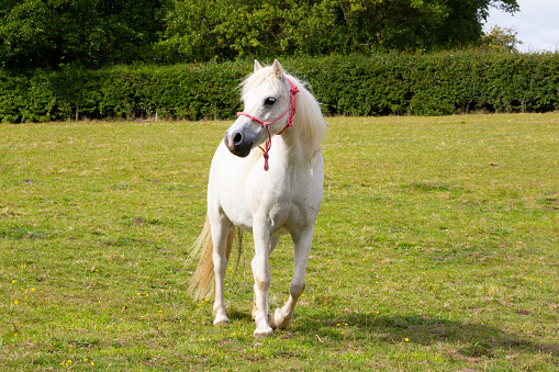 Beautiful white pony horse, stands in field in rural Shropshire, wearing a pink halter she looks very cute.