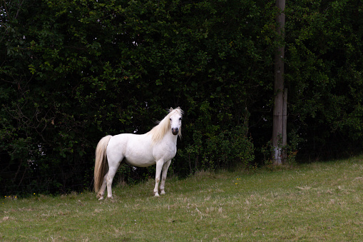 Is it a horse ? is it a unicorn? Beautiful slender white pony stands in field against a dark hedge with the magical look of a unicorn.