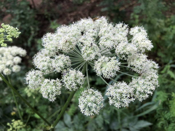 istock inflorescence of many small white flowers 1690625552