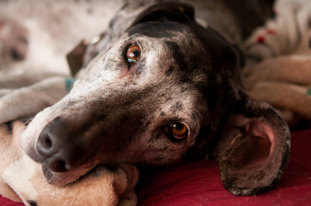 istock Close-up of Great Dane's face 1690633218