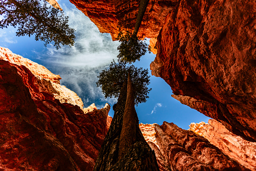 Tall tree aligned with the Crack in the Bryce Canyon