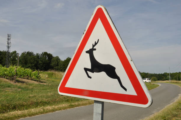 istock road sign indicating wild animals 1690635379