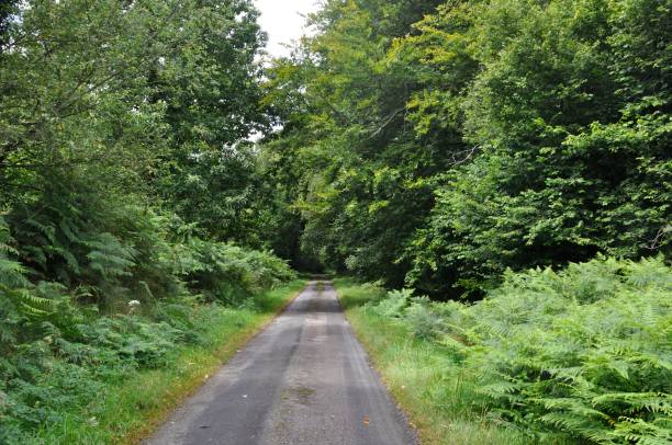 istock Road in a forest in Brittany 1690635937