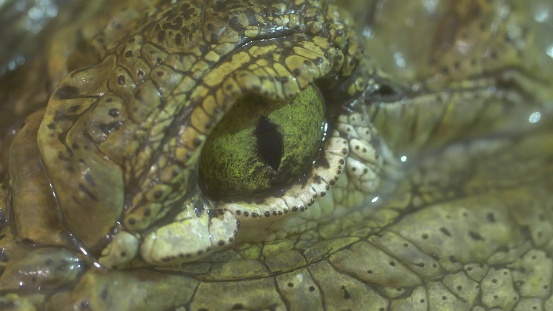 Deadly Alligator Resting and Staring at the Camera
